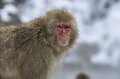 世界で唯一のスポット！「温泉に浸かる野生の猿たちのほっこり入浴シーン」地獄谷野猿公苑【長野県】の画像004