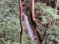 ＜紅葉前に“関西屈指”のススキの大海原もお見逃しなく！＞大阪市内から“車で小一時間で行ける”「岩湧山」ハイキングルート【里山アドベンチャー！ソトアソ日和 vol.７】の画像025