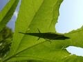 【自然観察】 葉っぱに映るシルエット 「この生き物の正体は？」 昆虫少年・少女時代を思い出して想像してみよう！  2024年の画像003