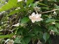 初夏の花と箱根の山々＆大涌谷の噴煙を望む「明神ヶ岳」 なだらかな稜線＆気持ちのいい山頂が魅力！【神奈川県箱根町】の画像001