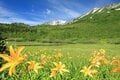 ゴンドラ・ロープウェイで一気に “花咲く湿原” へGO！ 夏の「栂池自然園」で避暑的ハイキング【2024年 長野県小谷村]の画像013