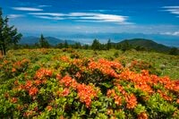 【おすすめ穴場】レンゲツツジの名所 “五味池破風高原”「一面に広がる草原にオレンジのコントラストが鮮やか！」“破風岳”下山後は名物ジンギスカンに舌鼓！ 2022年6月・長野県須坂市
