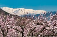 まさに見頃！「一目十万本！ 日本一のあんずの里」に春が来た！ ピンクに染まる山里の景色 【第67回あんずまつり】2022年