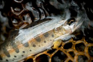 【渓流釣り】雪代を避けて釣り行脚！「初めての道、新しい景色、素晴らしい渓相にウキウキでフライフィッシング」 群馬県｜2026年