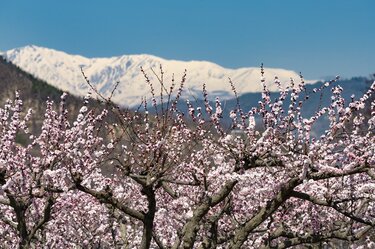 まさに見頃 一目十万本 日本一のあんずの里 に春が来た ピンクに染まる山里の景色 第67回あんずまつり 22年 概要 トラベル ニュース Bravo Mountain