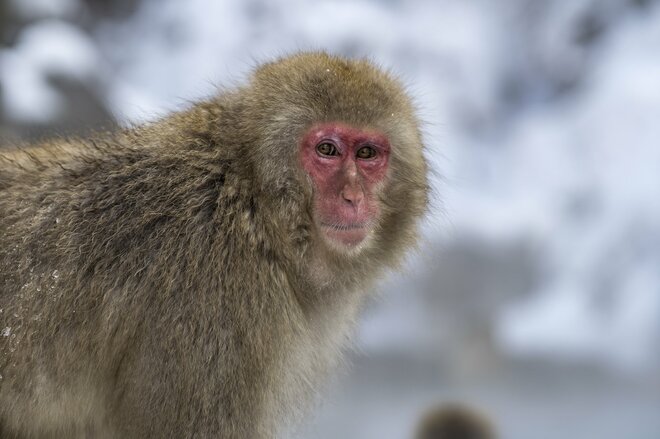 世界で唯一のスポット！「温泉に浸かる野生の猿たちのほっこり入浴シーン」地獄谷野猿公苑【長野県】の画像004