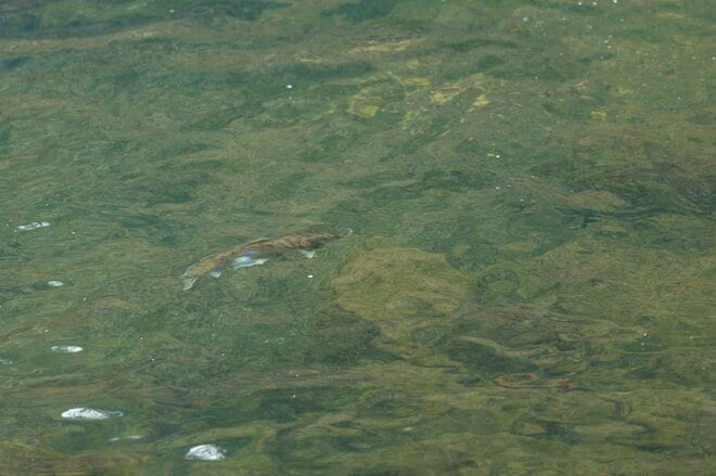 【渓流釣り】シーズン初頭からライズを狙ってサイトフィッシング！ 「春の陽気に高活性のアマゴをドライフライで釣る」 天竜川支流｜2026年2月下旬の画像003