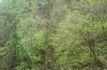 山中の植物に「春から初夏への移り変わり」を感じるお手軽ハイキングルート＜奥多摩・御前山＞の画像005