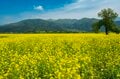 【北信濃の春】穴場と言うにはあまりに広大すぎる！ 千曲川の河川敷を埋め尽くす菜の花の「黄色い海」 長野県飯山市・2022の画像003