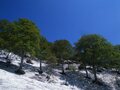何度でも写真を撮りたくなる！  新緑の山「樹木の魅力」過去20年で200登頂ライターが厳選「リピート登山する3座」荒島岳・檜洞丸・鍋倉山の画像011