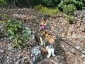 「猫もおだてりゃ山登り？」ペットの猫と一緒の山歩きに欠かせない「三種の神器」【猫の登山動画アリ】の画像001