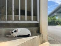 港町のイメージが強い泊の新しいアートスポットで【琉球島猫百景 vol.17「猛暑の夏の波止場猫たち」沖縄県那覇市】