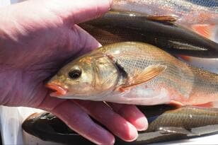 まさか「ウグイ」で感動するとは！  関東随一の清流「那珂川」で30cmオーバーの「寒バヤ釣り」！  ウマすぎる、常連の助言＆塩焼きの慈味