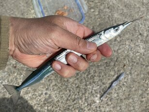 海況に合わせた機転が釣果アップのカギ！  広島・倉橋島での「30cm級サヨリ」連発劇場を呼び込んだ会心の仕掛け変更とは？「釣行レポ」