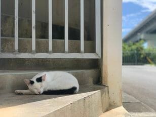 港町のイメージが強い泊の新しいアートスポットで【琉球島猫百景 vol.17「猛暑の夏の波止場猫たち」沖縄県那覇市】