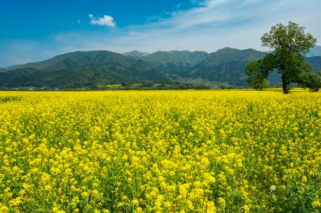 【北信濃の春】穴場と言うにはあまりに広大すぎる！ 千曲川の河川敷を埋め尽くす菜の花の「黄色い海」 長野県飯山市・2022の画像003