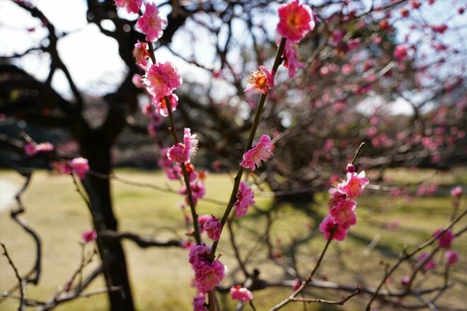 【梅の見ごろ】3月下旬まで「秋間梅林祭」が開催中！ 紅白梅に春を感じながら、お茶うけ食べ歩き散策レポート【2023年・群馬県安中市】の画像003