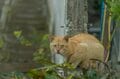 多良間島はヤギの島であり、ニカの島でもあった【琉球島猫百景 vol.18「宮古と八重山の真ん中で生きる猫たち」沖縄県多良間村】の画像003
