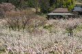 まさに見頃！「一目十万本！ 日本一のあんずの里」に春が来た！ ピンクに染まる山里の景色 【第67回あんずまつり】2022年の画像012