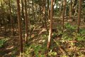 大堀切＆U字連結竪堀！  小城ながらピリリと辛い二大必見ポイント　石見国・周布城〈後編〉（島根県浜田市）【戦国の山城を攻める vol.02】の画像012