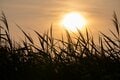 【バードウォッチング】必見！ 古都・平城宮跡の夕焼けに舞う6万羽のツバメ  “日本最大級”のねぐら入りに460人が魅了された！  奈良県｜2026年の画像005