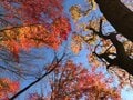 【首都圏近郊】11月は足腰の神様と紅葉が待つ人気日帰り低山「伊豆ヶ岳」への画像008