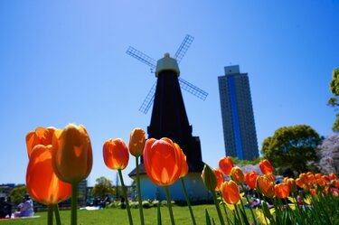 絢爛豪華に東京23区の春を彩る「桜とチューリップ」の競演！ 水辺の