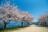 『NYタイムズ』が賞賛！「行くべき旅行先」世界第7位に輝いた桜の絶景名所「香川県・紫雲出山」の魅力を地元出身ライターが解説の画像002