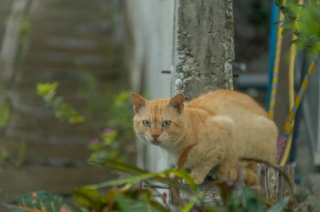 多良間島はヤギの島であり、ニカの島でもあった【琉球島猫百景 vol.18「宮古と八重山の真ん中で生きる猫たち」沖縄県多良間村】の画像003