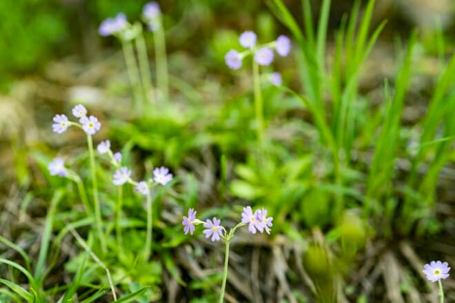【信州の絶景】心ときめく雲上の稜線歩き！ 八方池「可憐な花々と魅惑のリフレクション」白馬・2022年8月の画像009