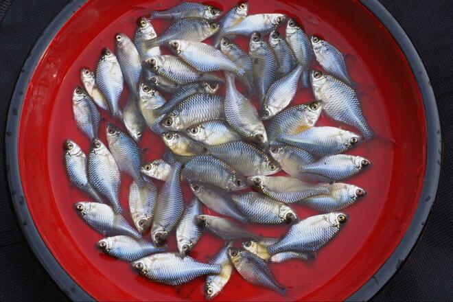 「これって、在来種？」十数年ぶり“再会”に胸アツ！ 霞ヶ浦での「寒タナゴ釣り」大正解のポイント変更からの、意外な「水中カメラ」が捉えた魚影とは！の画像013