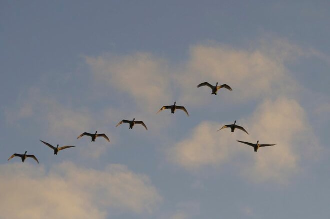 圧巻！ 城下町 鶴岡で色鮮やかに輝く里山をバックに4,000羽のハクチョウが空を舞う「地球温暖化で生まれた水鳥の楽園」を訪ねる 【山形県】2025年の画像011