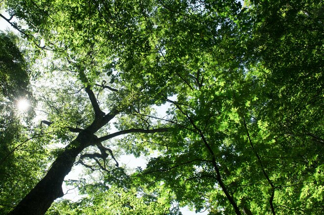 ＜登山前に知っておきたい＞2022年8月「奥多摩エリア登山道状況」「注意点」「見どころ」最新インフォメーションの画像006