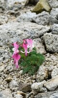 梅雨に逆戻り！？ 高山植物を愛でる山歩き！ ニッコウキスゲ咲き乱れる北アルプス・唐松岳〈長野県〉2022年の画像014