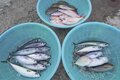 「海釣り初心者」でもこんなに釣れた！  熱海でタイ、カツオ、サバが大漁！  お味も美味しすぎ「正直感動レポート」の画像011