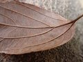 【萌え・コアラ顔にキュン！ 】坊主めくり？ 神経衰弱？ 「 思わず熱くなる真冬の昆虫探し」葉っぱをめくって寒さを吹き飛ばせ！の画像007