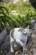 「さくらねこ」を知っていますか？　3月22日は「さくらねこの日」です【琉球島猫百景 vol.07】の画像008