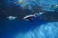 ペンギンの疑問「南半球だけにいる」「表面はツルツル？」 長崎ペンギン水族館スタッフの方に聞いてみました【かわいいだけじゃない？ ペンギンの生態vol.1】の画像003