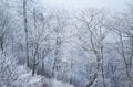 【日本百名山が36座も見える】大展望と霧氷が美しい「守屋山」雪中ハイキングの魅力の画像007