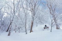【斑尾高原スキー場】世界中のファンを魅了する、名物パウダーとツリーラン〈長野県〉