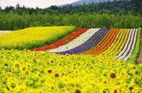 初夏の北海道・富良野市は「絶景花畑」ベストシーズン！  季節の花が楽しめる「ファーム」と不朽の名作ドラマ『北の国から』のロケ地巡り