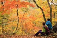 【新潟県・湯沢高原ロープウェイ】新幹線駅から歩いて行けて「大型ロープウェイ」で楽々アクセス！ 山上に広がる深紅に染まった “コキア畑” は写真映え間違いなし