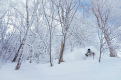 【斑尾高原スキー場】世界中のファンを魅了する、名物パウダーとツリーラン〈長野県〉