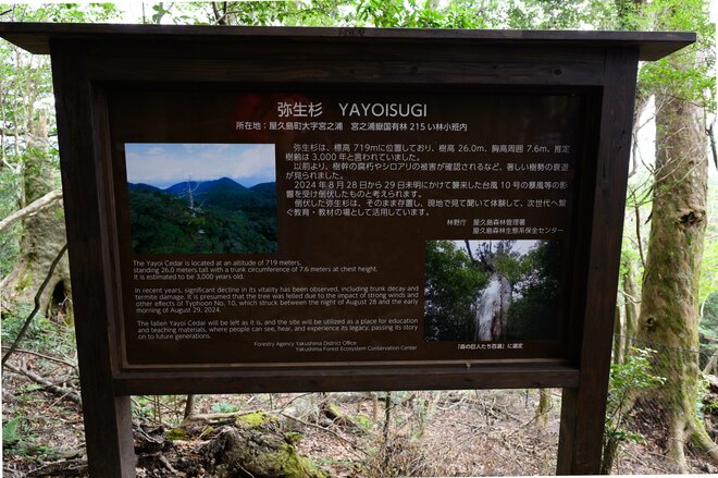 【世界自然遺産・屋久島】屋久杉の巨木「弥生杉・二代杉・気根杉」と苔に包まれた “もののけの森”「白谷雲水峡」をめぐるの画像006
