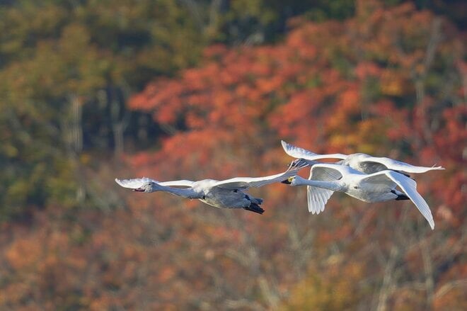 圧巻！ 城下町 鶴岡で色鮮やかに輝く里山をバックに4,000羽のハクチョウが空を舞う「地球温暖化で生まれた水鳥の楽園」を訪ねる 【山形県】2025年の画像006
