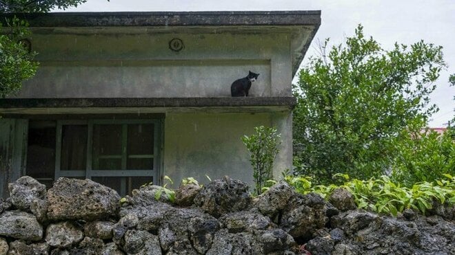 「小満芒種（スーマンボース）の猫島散歩」あちこちに聖地や御嶽が点在する特別な島の猫たちは、沖縄の神々と連絡を取り合っているのか……【琉球島猫百景 vol.15／沖縄県南城市知念】の画像002