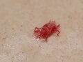 【期間限定】お宝発見の「大発生の赤いダニ」は脱・出会い系！  完全コピペのクローンかも！？  やっかいものの正しいトリセツとは『簡単対処法教えます』の画像007