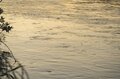 【渓流釣り】「渡良瀬川で夕日を眺めながらフライフィッシング 」釣りを忘れて夢中になった残照の川面の生命感！ 「仕事前・帰りに」人気のキャッチ＆リリース区間・群馬県桐生市 2022年の画像007