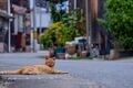 アート、ときどき島猫。男木島・女木島・豊島【「瀬戸内トリエンニャーレな旅（前編）」琉球島猫百景 vol.21〈特別編〉】の画像013