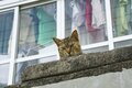 「カツオの島の島猫たち」宮古島から橋を渡って池間島、伊良部島へ【琉球島猫百景 vol.09　沖縄県・宮古島〈2〉】の画像008
